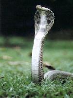 Not A Cobra, A Dream.