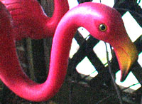 Pink Flamingos