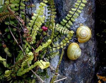 Evolutionarily, snails have developed their shells due to their proclivity for tarrying on wet, slippery, vertical surfaces.